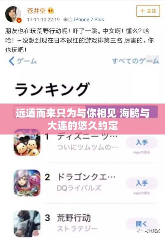 远道而来只为与你相见 海鸥与大连的悠久约定
